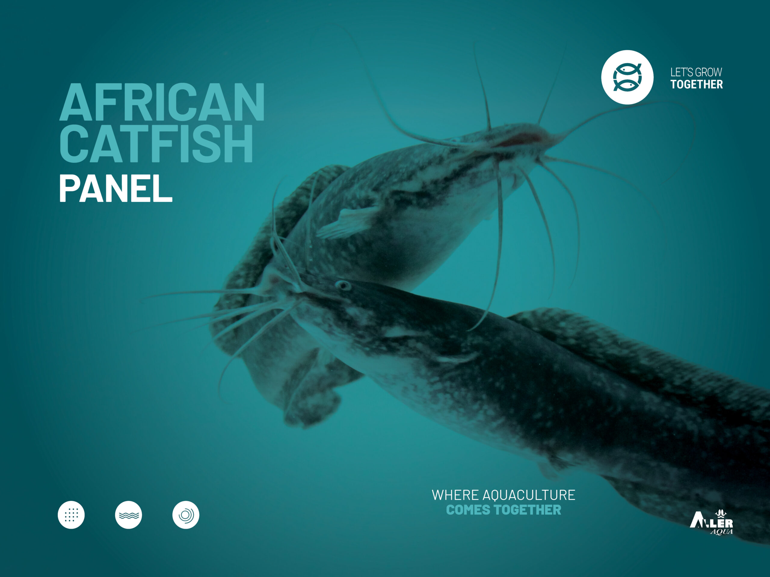 African catfish Panel